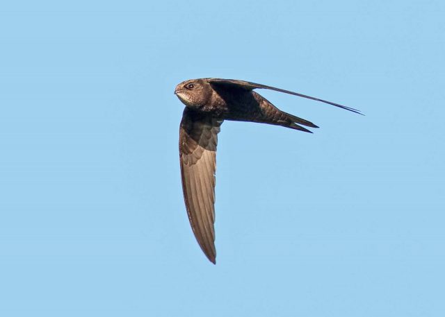 Swift 2 PHF May 15