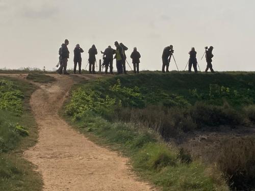 Norfolk 2022 - Thornham harbour in search of Whimbrel