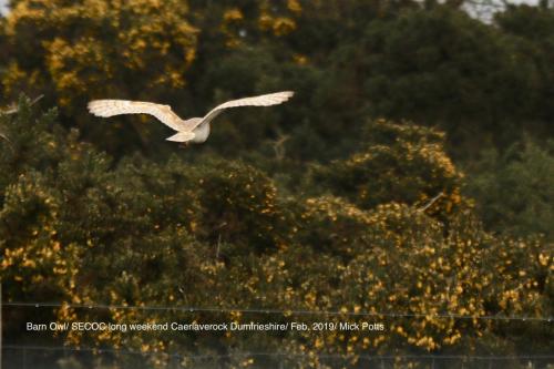 Barn Owl at Caelaveroch Dumfries & Galloway weekend Feb 2019 by Mick Potts