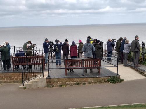 Norfolk 2022 - at Hunstanton Lookout watching nesting Fulmars