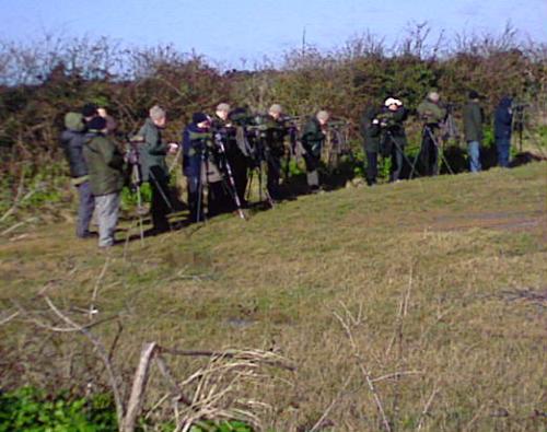 Rough legged Buzzard watch Mar 2015