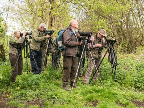 Ibis Watch Ham Wall Apr 2017