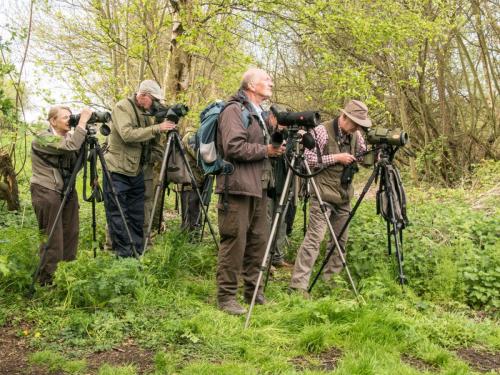  Ibis Watch Ham Wall Apr 2017