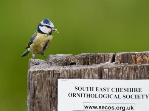 Blue Tit at the Flashes by Wallace Baxter