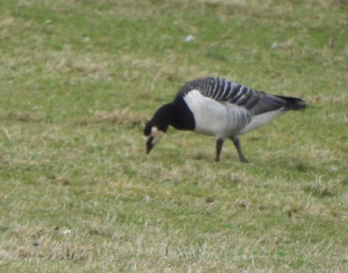 Barnacle Goose at Newsbank Pool, near Congleton. Mar 2024 by Nigel Henderson