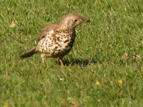 Mistle Thrush at Congleton Park Apr 2021 by Nigel Henderson