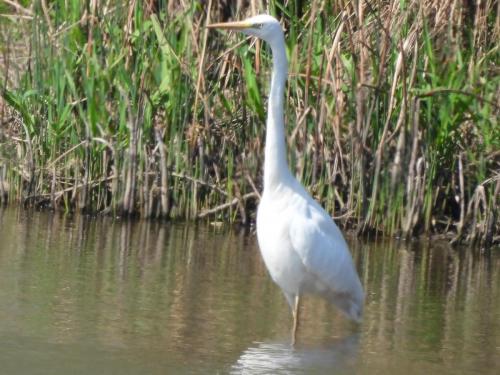 Great Egret at Sandbach Flashes Apr 2021 by Nigel Henderson