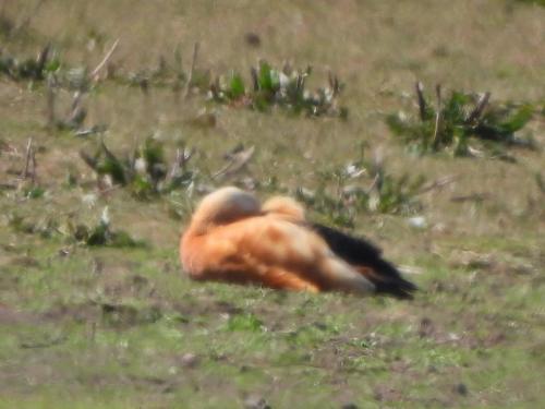 Ruddy Shelduck at Sandbach Flashes Apr 2021 by Nigel Henderson