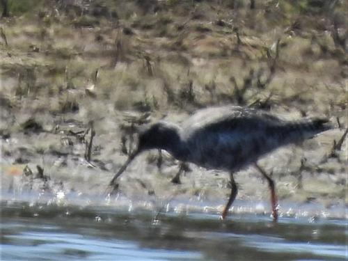 Spotted Redshank at Sandbach Flashes Apr 2021 by Nigel Henderson