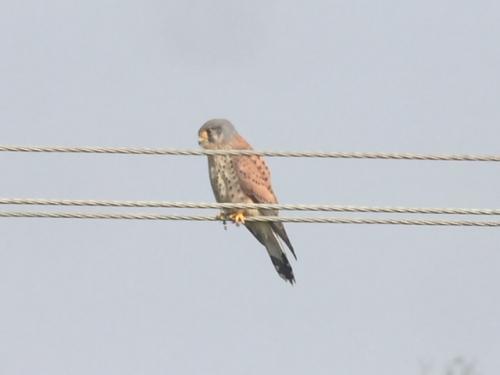 Kestrel at Checkley Lane Apr 2018 by Andrew Warner