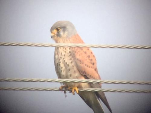 Kestrel at Checkley Lane Apr 2018 by Andrew Warner