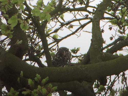 Little Owl at Doddington Apr 2018 by Andrew Warner