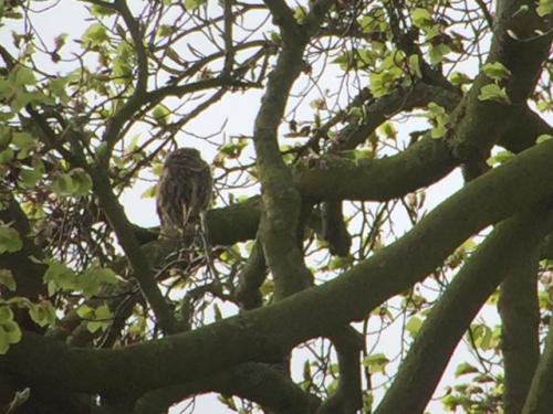 Little Owl at Doddington Apr 2018 by Andrew Warner