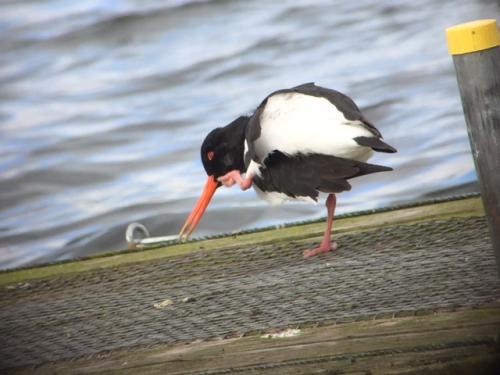 Oystercatcher at Doddington Apr 2018 by Andrew Warner