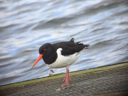 Oystercatcher at Doddington Apr 2018 by Andrew Warner