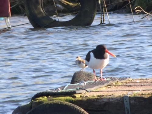 Oystercatcher  & Common Sandpiper at Doddington Apr 2018 by Andrew Warner