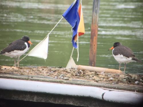 Oystercatchers at Doddington Jun 2018 by Andrew Warner