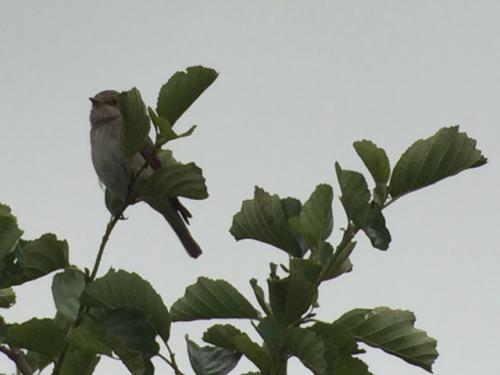 Spotted Flycatcher at Lea Forge Jul 2018 by Andrew Warner