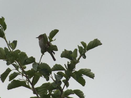 Spotted Flycatcher at Lea Forge Jul 2018 by Andrew Warner