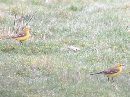 Yellow Wagtail at Doddington Apr 18 by Andrew Warner