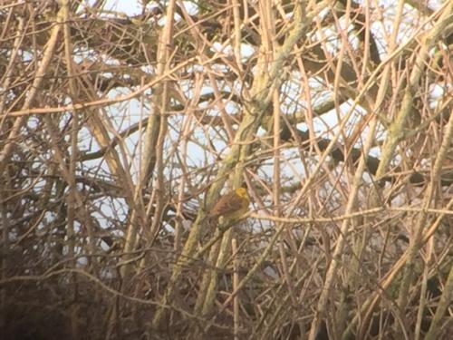 Yellowhammer at Wybunbury Jan 2019 by Andrew Warner