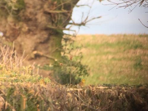 Yellowhammer at Wybunbury Jan 2019 by Andrew Warner