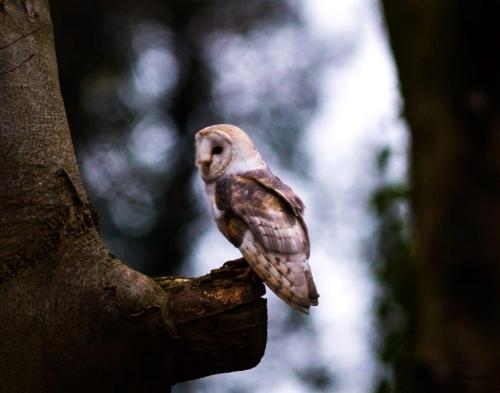 Barn Owl at Rode Pool Jan 19 by John Triner