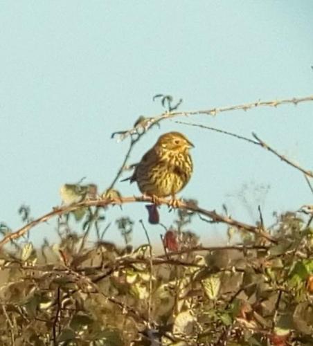 Corn Bunting at Wallasea Island, Essex Dec 2019 by Colin Lythgoe