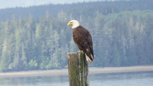 Bald Eagle  at Port McNeill, Vancouver Island Jun 2019 by Colin Lythgoe