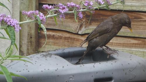 Blackbird covered in ants - Jun 2019
by Colin Lythgoe