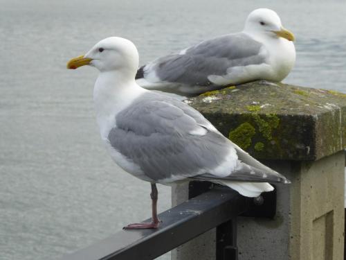 Glaucous-winged Gull at Stanley Park, Vancouver May 2019 by Colin Lyhtgoe