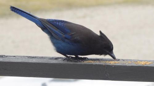 Steller's Jay at Port McNeill, Vancouver Island Jun 19 by Colin Lythgoe