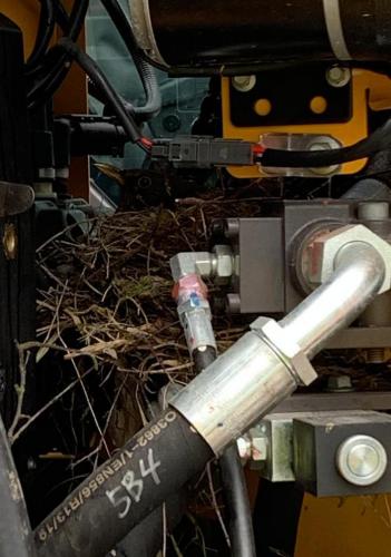 Blackbird nest in excavator May 20 by Colin Lythgoe