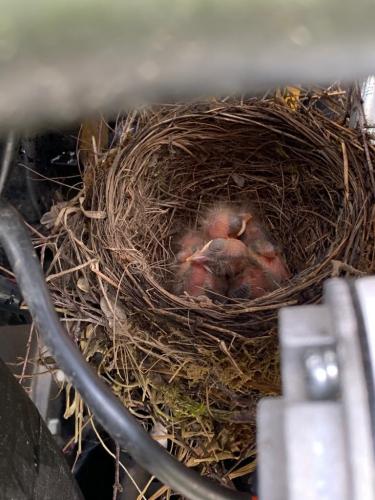 Blackbird nest in excavator May 20 by Colin Lythgoe