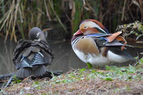 Mandarin Ducks at Crewe Park Nov 2021 by Glyn Jones