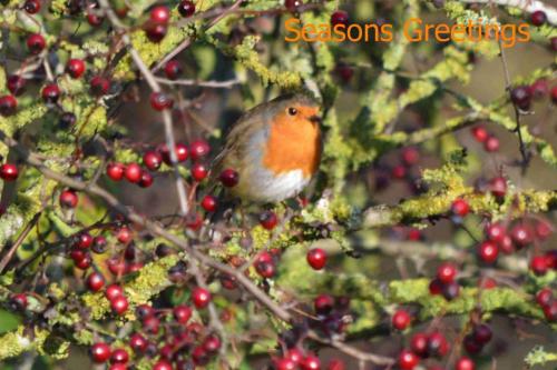 Seasonal Robin at Borrow Pit Meadows by Glyn Jones