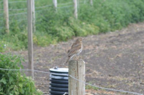 Song Thrush at Borrow Pit Meadows, May 20 by Glyn Jones