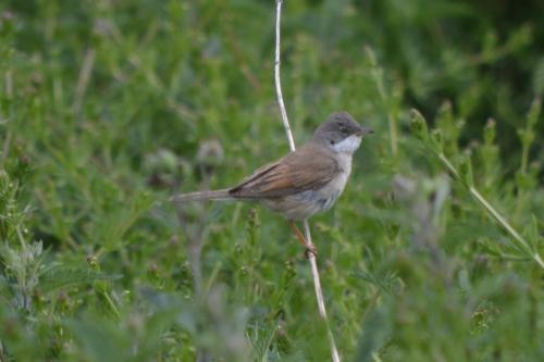 Common Whitethroat at Borrow Pit Meadows Jun 2020 by Glyn Jones