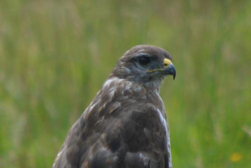 Buzzard at Borrow Pip Meadows Aug 2020 by Glyn Jones