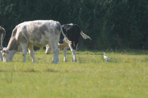 Cattle Egret at Dairy House Meadows Sept 2020 by Glyn Jones