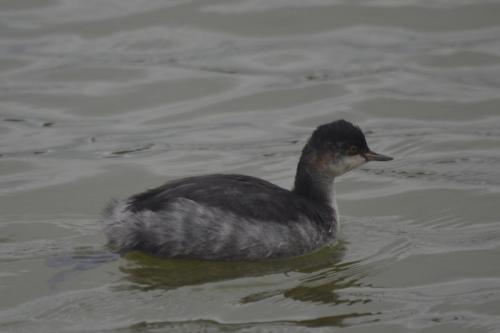 Black necked Grebe at Neumann's Flash Oct 2020 by Glyn Jones