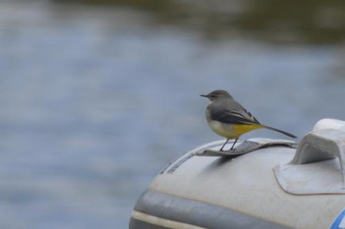 Grey Wagtail at Queen's Park, Crewe Oct 2020 by Glyn Jones