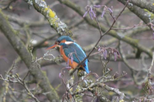 Kingfisher at Redsmere Nov 2020 by Glyn Jones