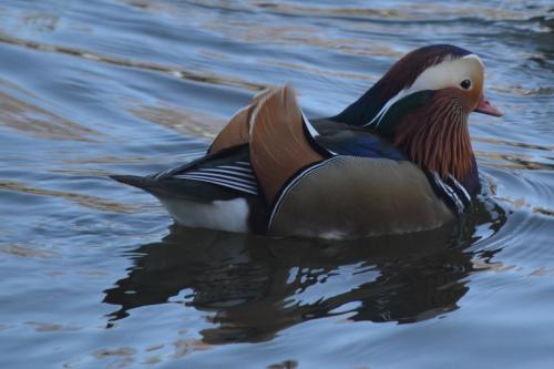 Mandarin at Queen's Park, Crewe Dec 2020 by Glyn Jones