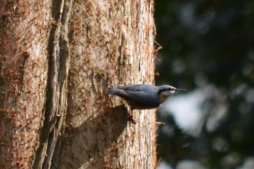 Nuthatch at Queen's Park Mar 2021by Glyn Jones