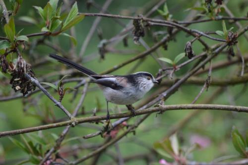 Long tailed Tit at Queen's Park Mar 2021by Glyn Jones