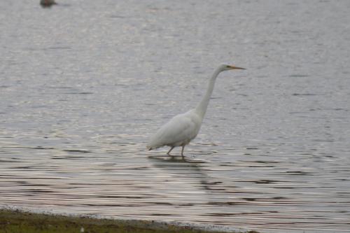 Great Egret at Sandbach Flashes Apr 2021 by Glyn Jones