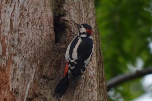 GS Woodpecker at Crewe Park May 2021 by Glyn Jones