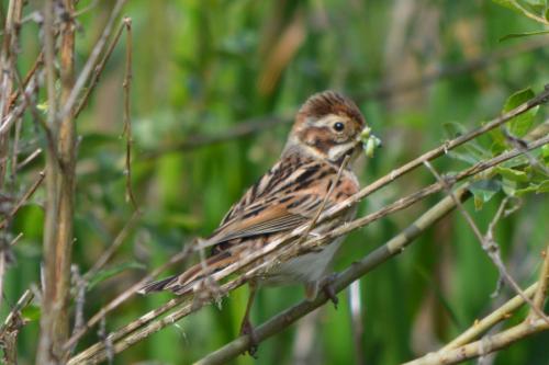 Reed Bunting at Borrowpit Meadows Jun 2021 by Glyn Jones