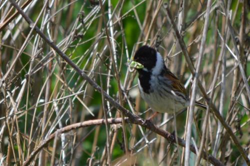 Reed Bunting at Borrowpit Meadows Jun 2021 by Glyn Jones